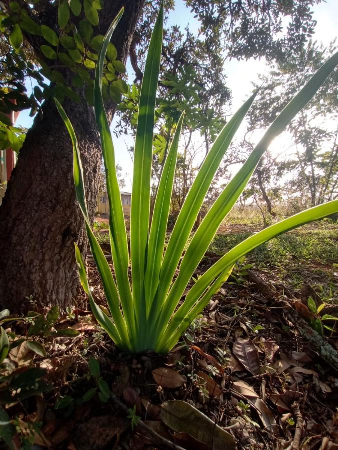 Aconchegante, Pertinho Da E Conectada A Natureza Casa vacanze Brasilia